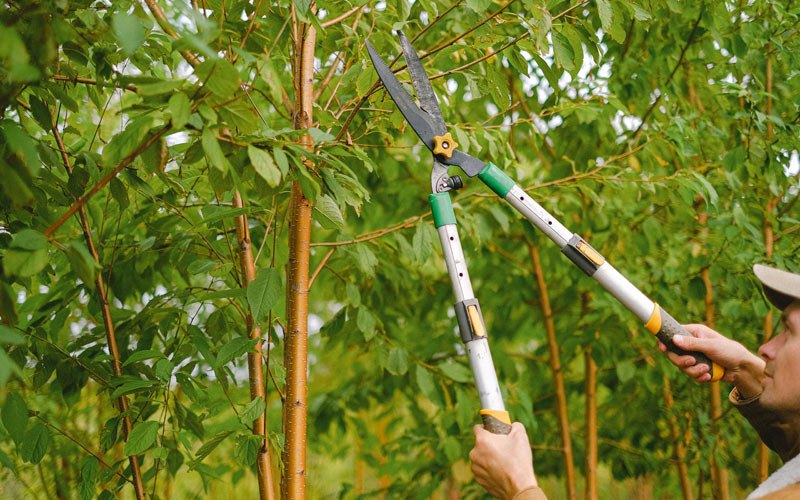 Tree trimming in Lorimor, IA